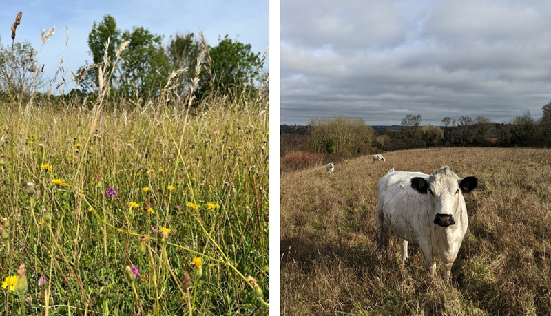 Whiteshute Ridge Wildflowers & Cattle